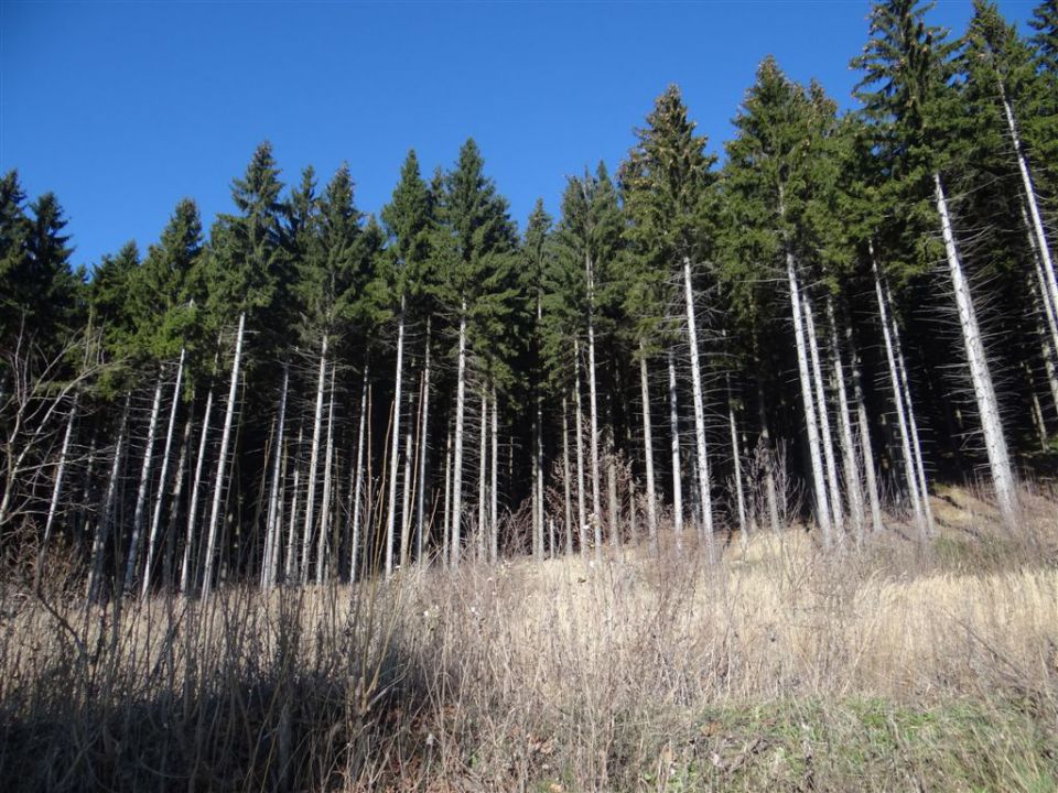 SVETA PLANINA IN JAVOR, 1.12.2013 - foto povečava