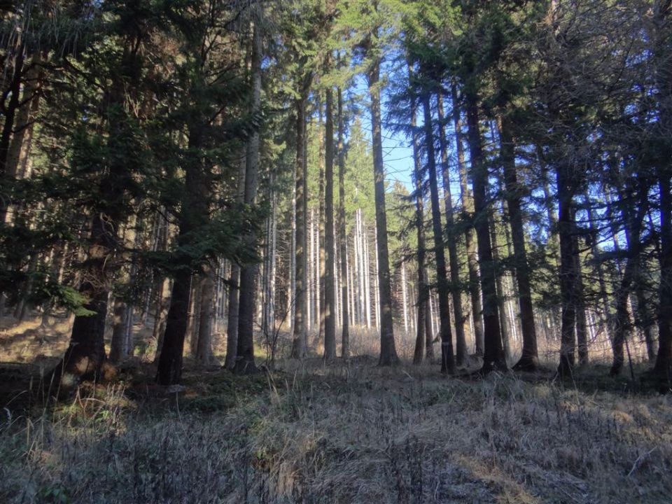 SVETA PLANINA IN JAVOR, 1.12.2013 - foto povečava