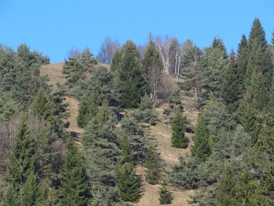 ŠMOHOR - MRZLICA in KAL, 15.12.2013 - foto povečava