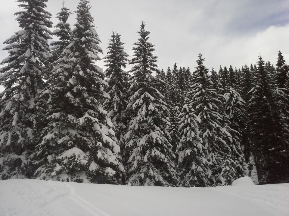 GOLTE, 15.2.2014 - foto povečava