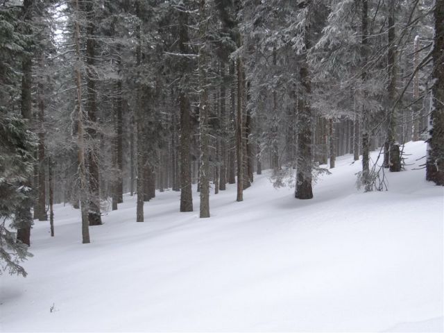 ROGLA - KLOPNI VRH, 2.3.2014 - foto