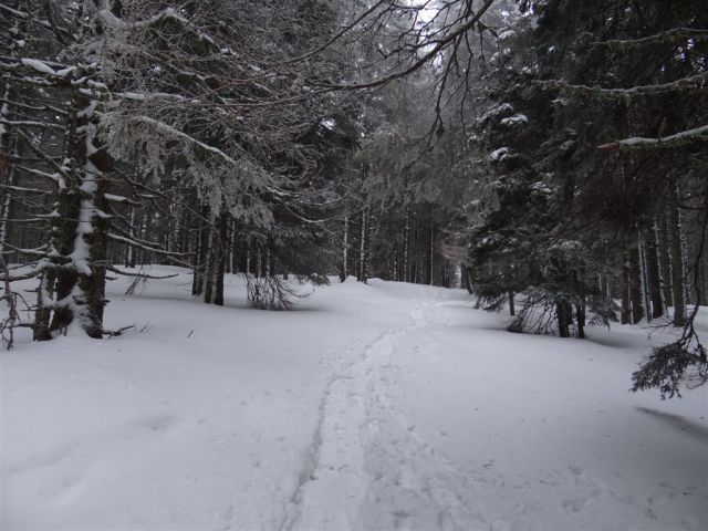 ROGLA - KLOPNI VRH, 2.3.2014 - foto