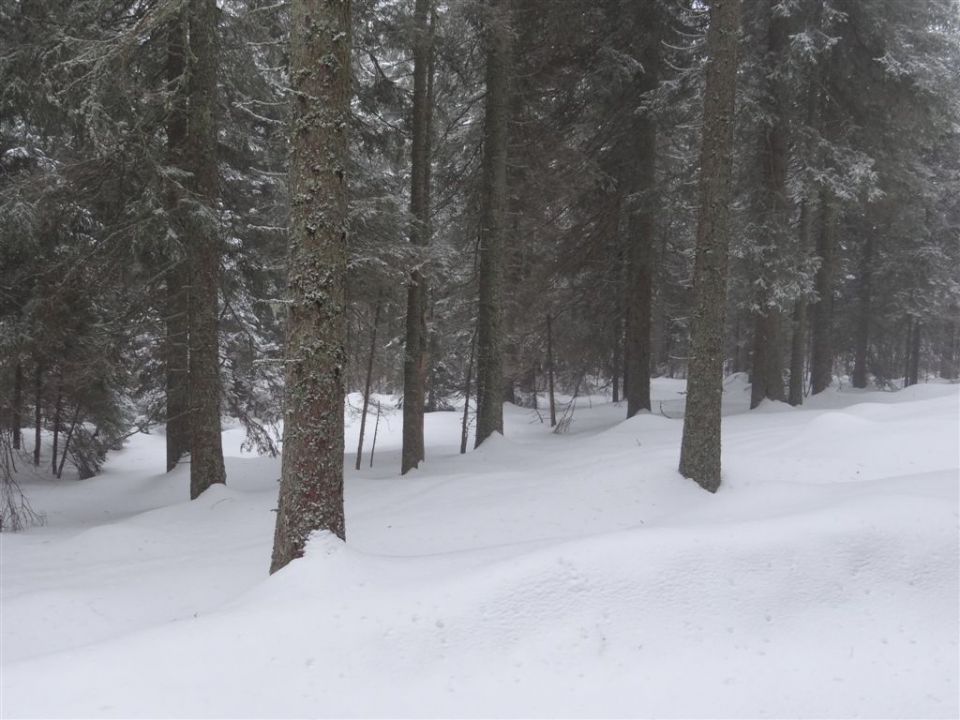 ROGLA - KLOPNI VRH, 2.3.2014 - foto povečava