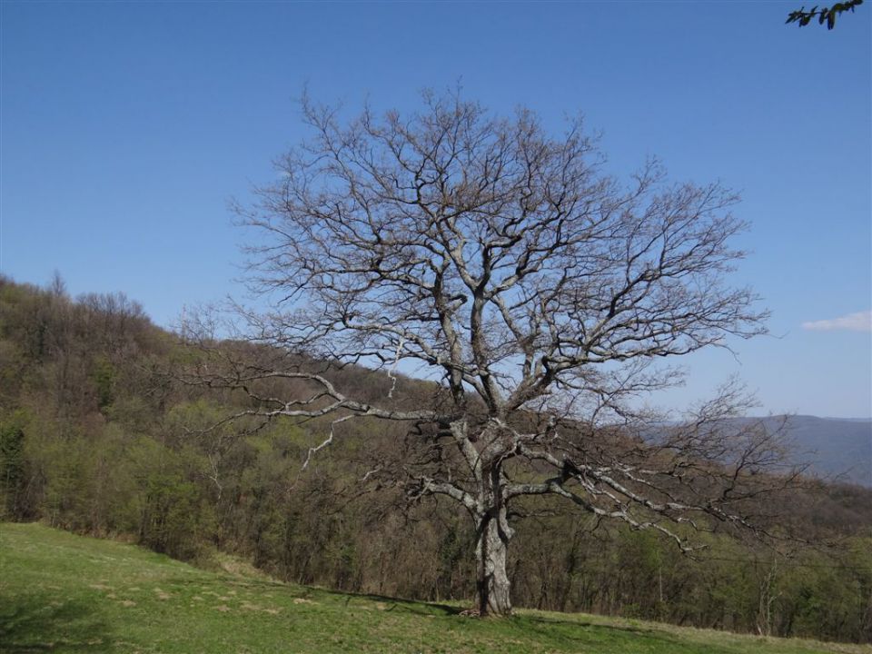 STANIČEV POHOD, 2014 - foto povečava