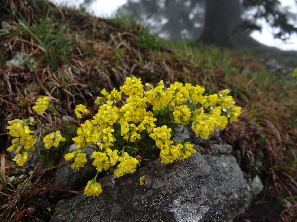 VELIKA PLANINA, 1666 m, 21.4.2014 - foto povečava