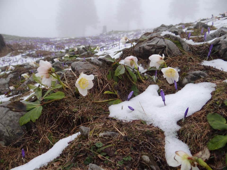 VELIKA PLANINA, 1666 m, 21.4.2014 - foto povečava