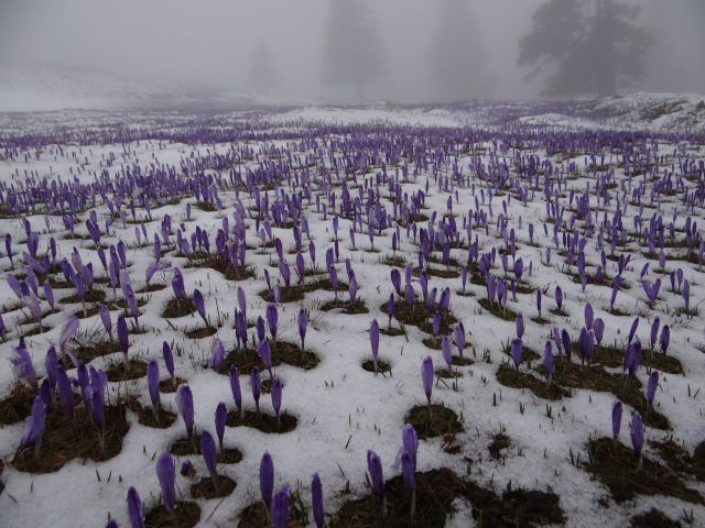 VELIKA PLANINA, 1666 m, 21.4.2014 - foto