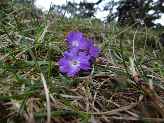 VELIKA PLANINA, 1666 m, 21.4.2014 - foto