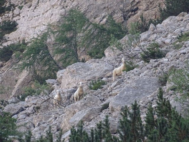 MRZLA GORA (2203 m), 23.8.2015 - foto