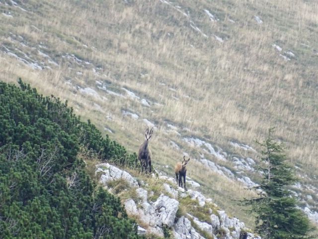 MIŠELJ VRH, (2350 m), 13.9.2015 - foto