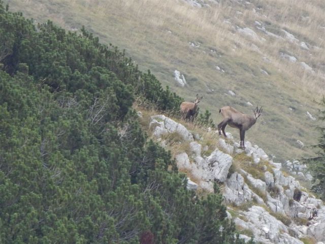 MIŠELJ VRH, (2350 m), 13.9.2015 - foto