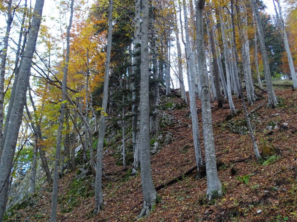 Veliki Vrh (2088 m) in Kofce (1488 m) - foto povečava