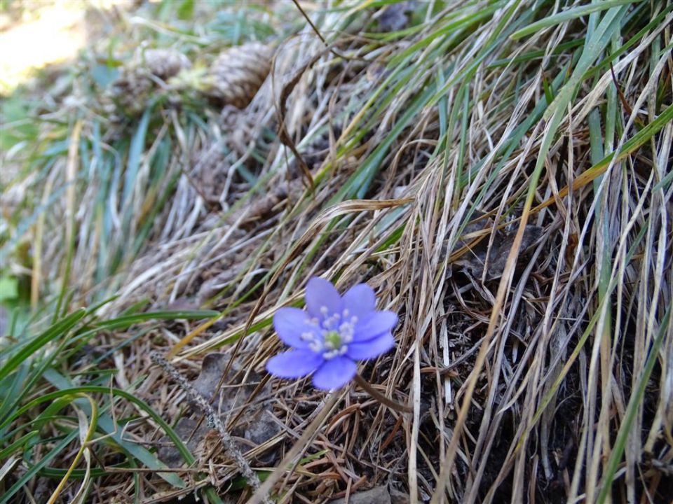 URŠLJA GORA. 1699 m, 27.12.2015 - foto povečava