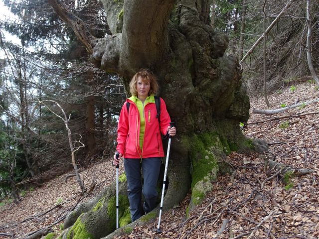 KRVAVICA (909 m) in ČEMŠENIŠKA PLANINA - foto