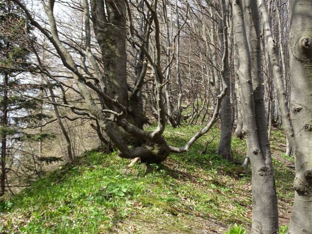 KRVAVICA (909 m) in ČEMŠENIŠKA PLANINA - foto