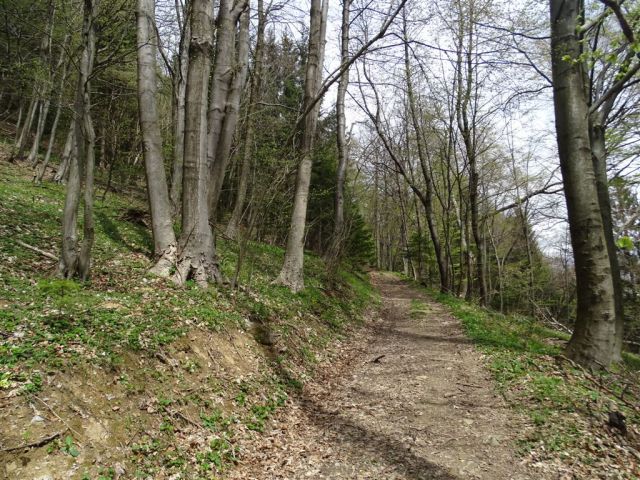 KRVAVICA (909 m) in ČEMŠENIŠKA PLANINA - foto