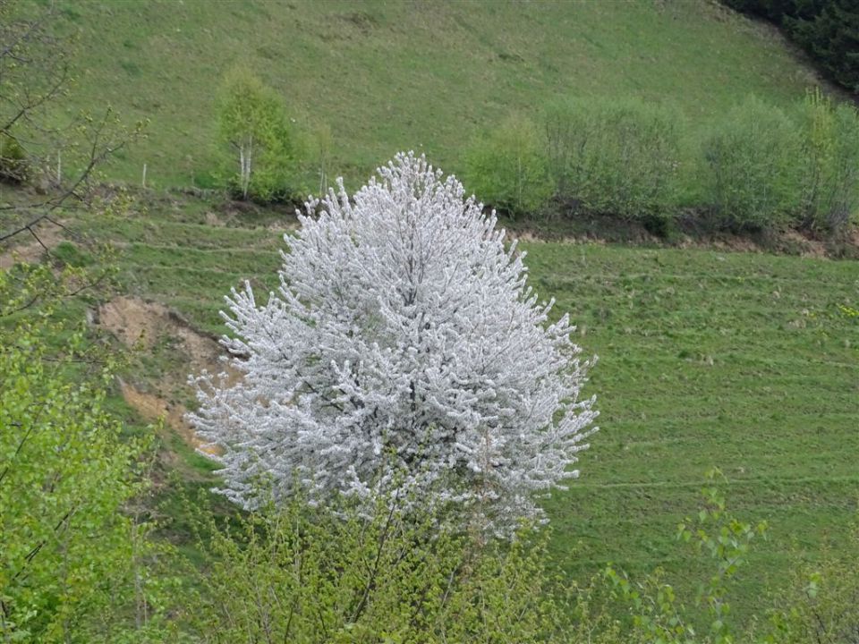 RIBNIŠKA KOČA in ČRNI VRH - foto povečava