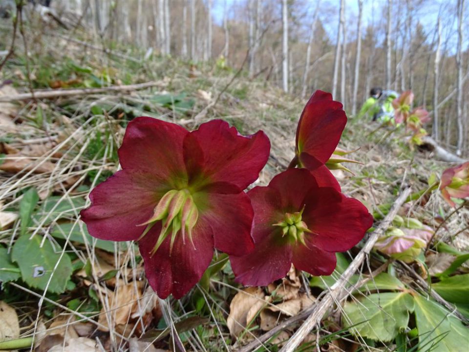 TRUPEJEVO POLDNE (1931 m) - foto povečava