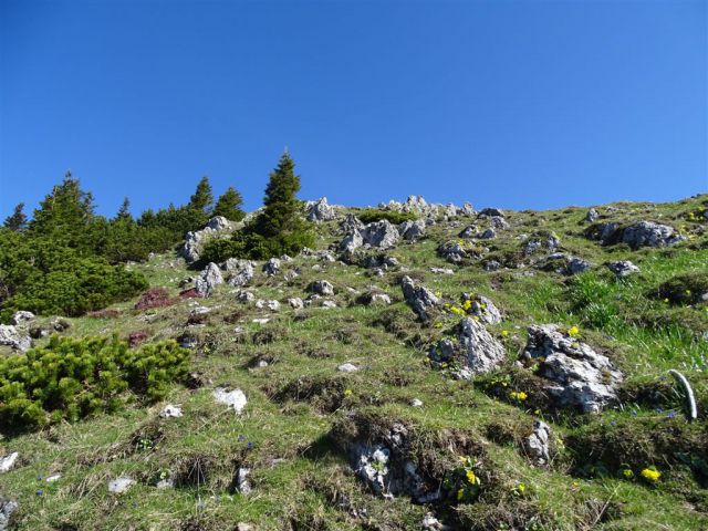 STRUŠKA (1944 m) in GOLICA (1835 m) - foto