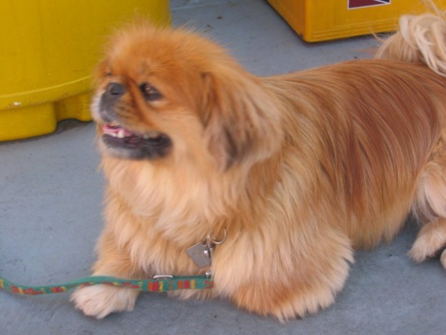 Na morju Lošinj - foto