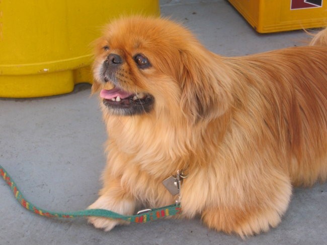 Na morju Lošinj - foto povečava