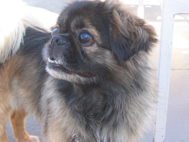 Na morju Lošinj - foto povečava