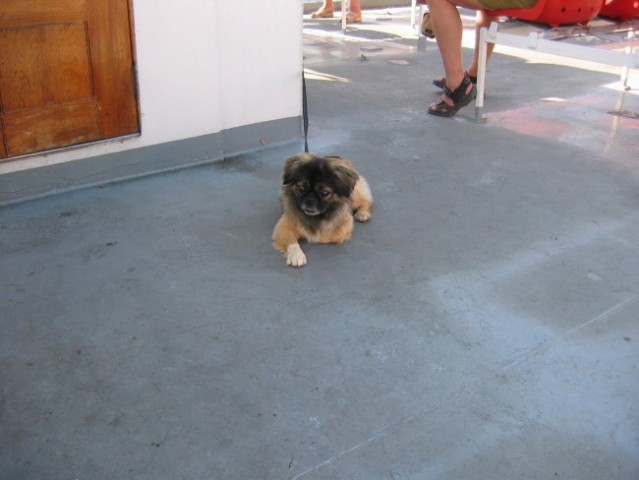 Na morju Lošinj - foto