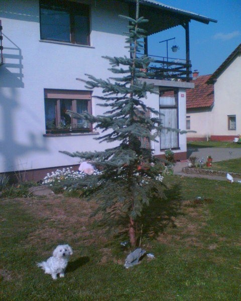 Nova smreka in čapi - foto povečava