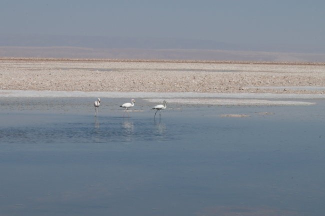 Flamingosi v Salar de Atacama - slano jezero na S Čila
