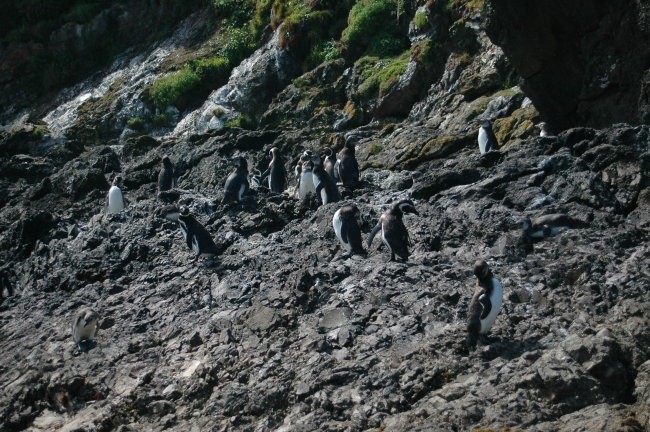 Pri plutju s čolnički okoli Chiloa smo našli pingvine!!!