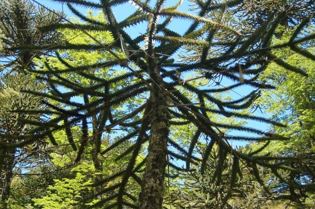 Krošnja Monkey puzzle tree od blizu