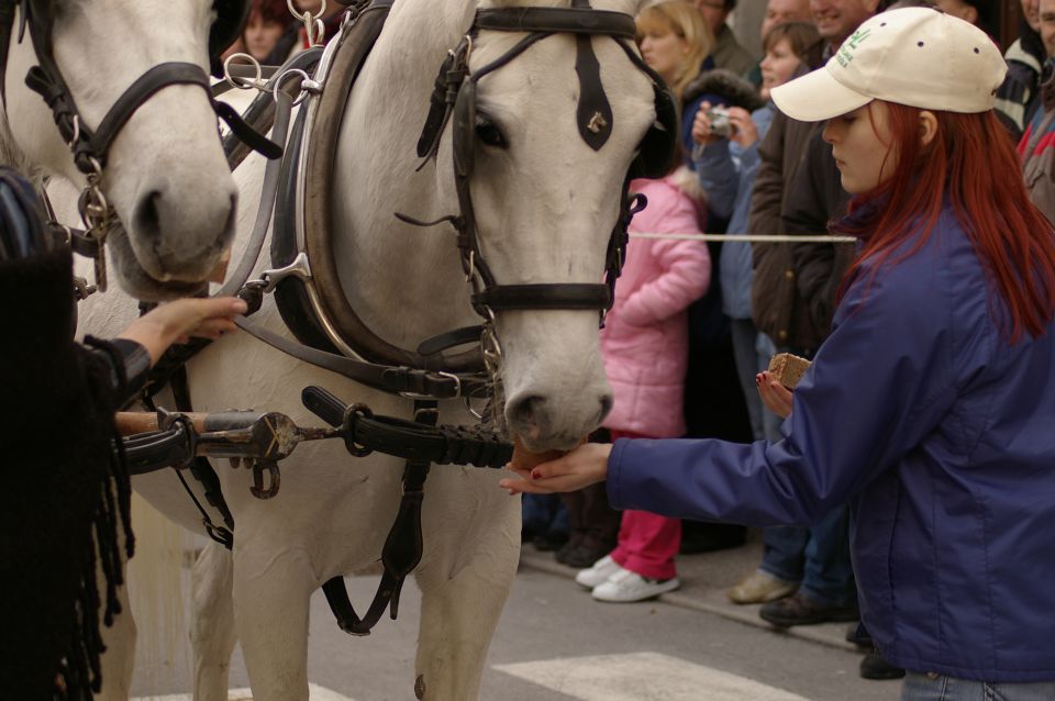 Žegenj konj-2009 Vipava - foto povečava