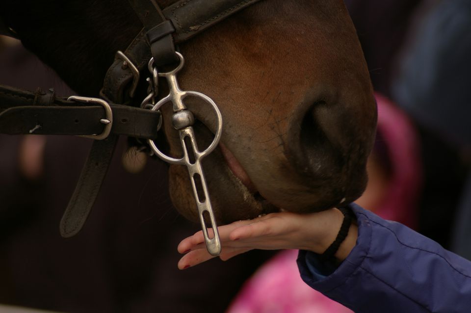 Žegenj konj-2009 Vipava - foto povečava