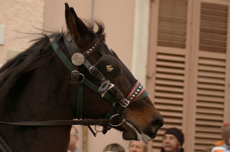 Žegenj konj-2009 Vipava - foto povečava