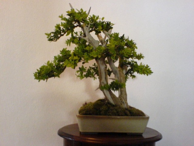 Bonsaji - foto