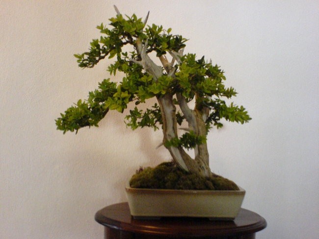 Bonsaji - foto povečava