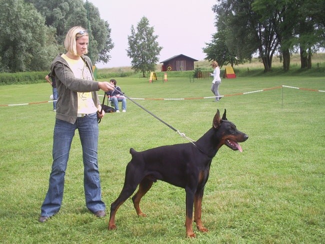 Slovenian doberman show 2008 - foto povečava