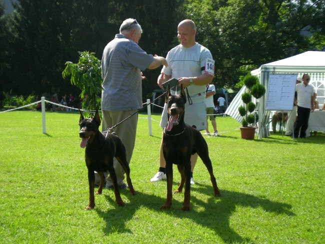 European dobermann trophy winner show 2008 - foto povečava