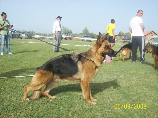 CAC GRADIŠKA 2008 - foto povečava