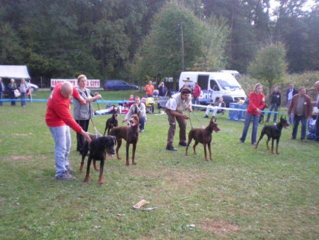 Doberman alpe adria 2007 - foto