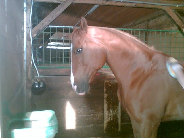 Necka