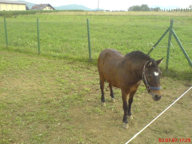 KK Vodice - Duško Taskov - foto