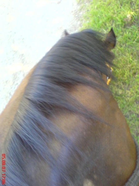 pogled s konskega hrbta