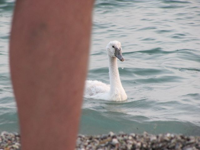 Lago di Garda - foto