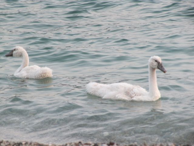 Lago di Garda - foto