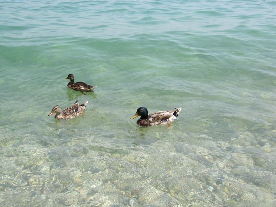 Lago di Garda - foto povečava