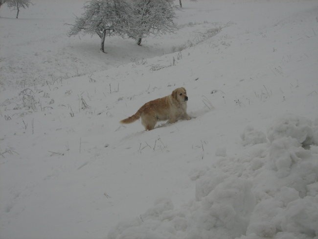 Alayka&sneg - foto povečava
