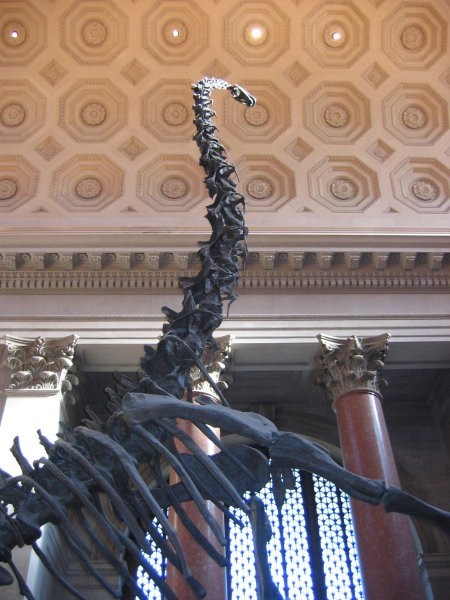 AMERICAN MUSEUM OF NATURAL HISTORY