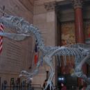 AMERICAN MUSEUM OF NATURAL HISTORY - T REX