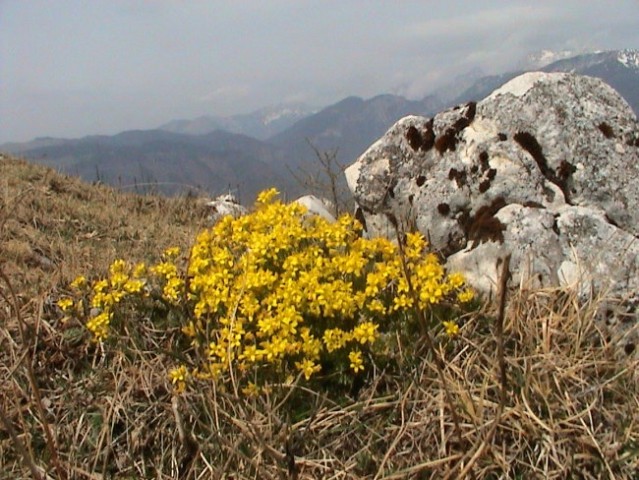 KAMNIŠKE 2003